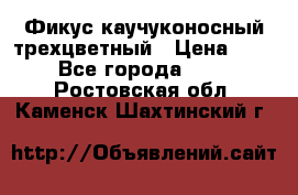 Фикус каучуконосный трехцветный › Цена ­ 500 - Все города  »    . Ростовская обл.,Каменск-Шахтинский г.